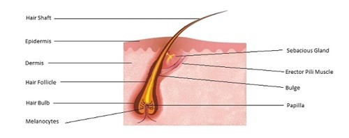 Structure of a hair follicle